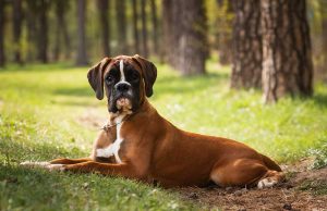 Le Boxer : Caractère et alimentation de la race Boxer