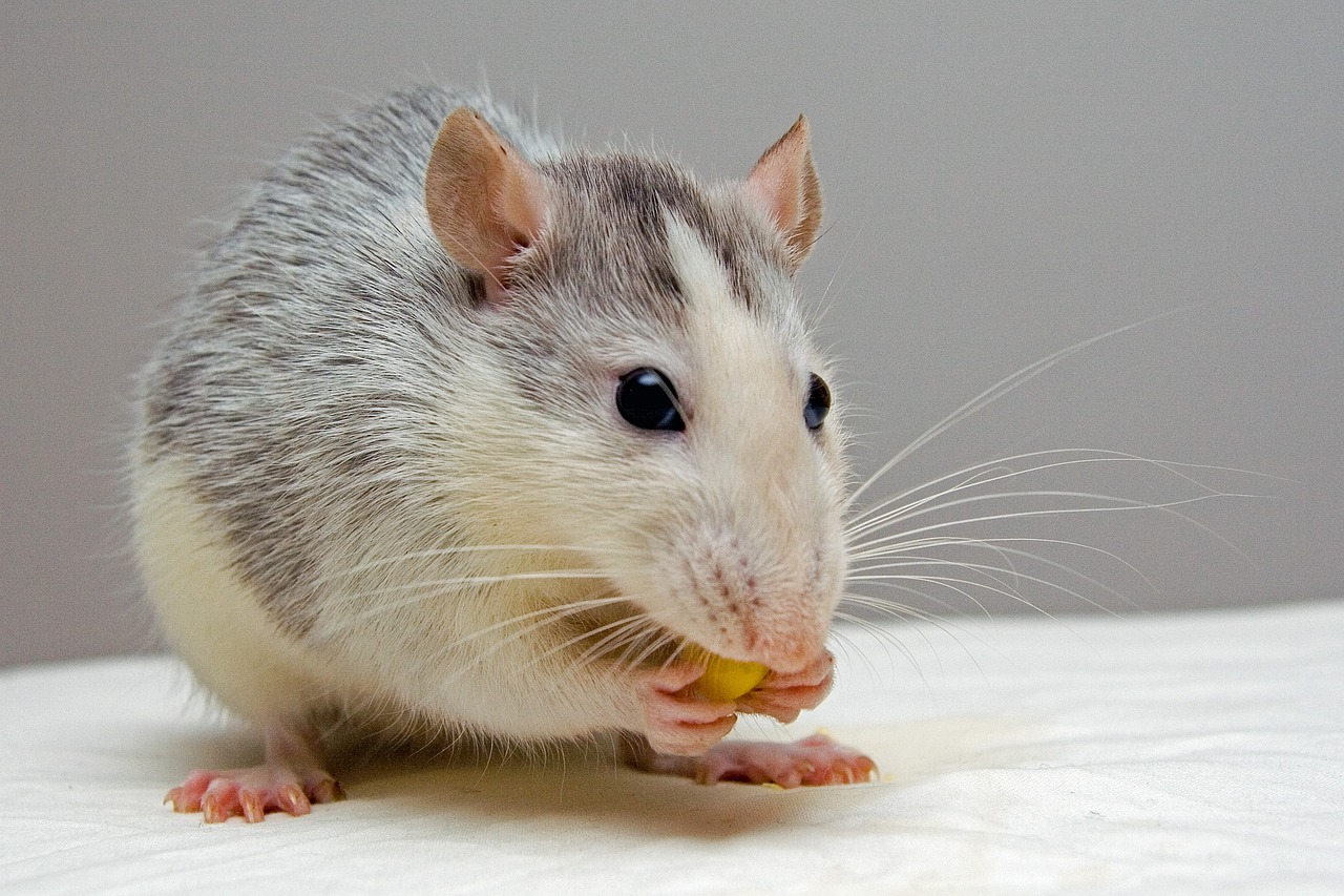 durée de vie d'un rat domestique