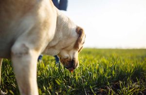 Pourquoi mon chien mange de l’herbe ? Voici les 6 raisons pourquoi chien mange de l'herbe
