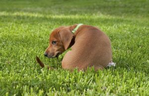 Pourquoi mon chien mange son caca ? Pourquoi mon chien mange son caca