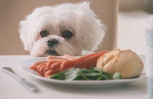 Quels fruits et légumes peut-on donner à son chien sans risque ?