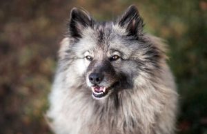 Le Spitz Loup : Caractère et alimentation de la race race Spitz Loup