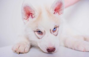 Quelles races de chien peuvent avoir les yeux vairons ?