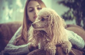 Quelles races de chiens sont les plus faciles à éduquer ? races de chiens faciles à éduquer