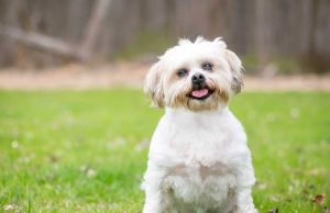 Les races de chien qui ressemblent à des peluches