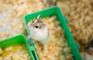 Quel rongeur domestique choisir : Notre guide complet rongeur domestique