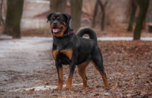 Le Rottweiler : Caractère et alimentation de la race race de chien du Rottweiler