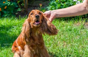Comment savoir si votre chien à des puces ? savoir si votre chien à des puces