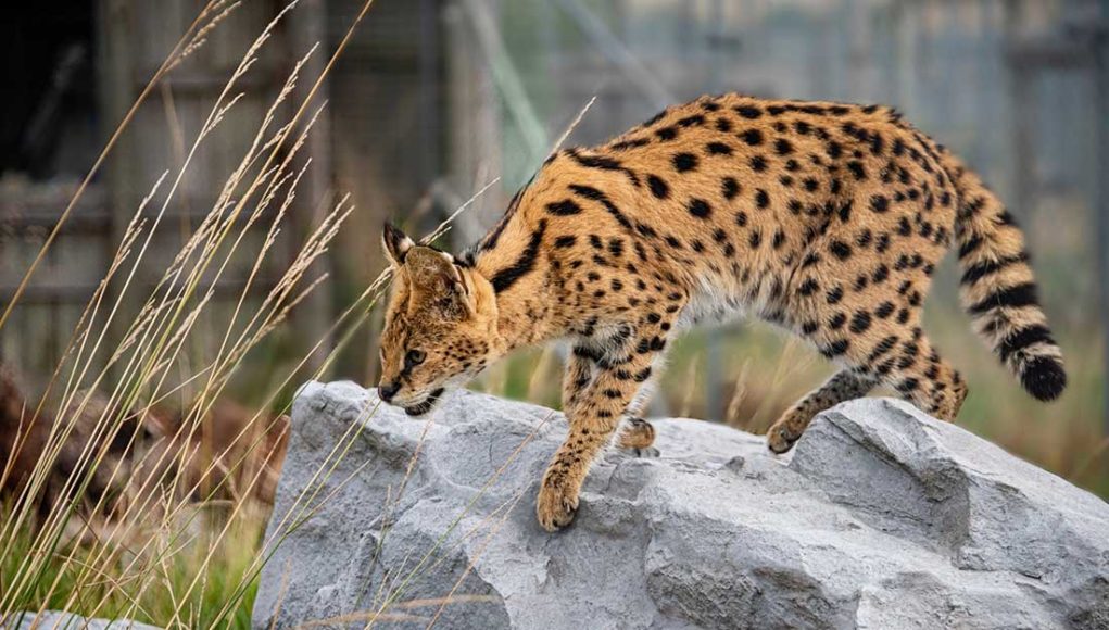 serval serval