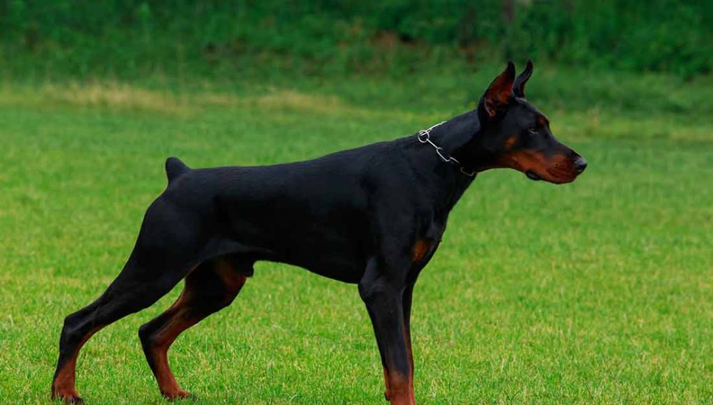 doberman-race-chien Doberman