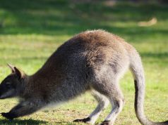 Animal en W : Les animaux commençant par la lettre W Animal en W : Les animaux commençant par la lettre W