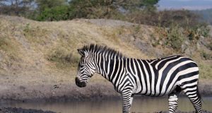 Animal en Z : Les animaux commençant par la lettre Z Animal en Z : Les animaux commençant par la lettre Z