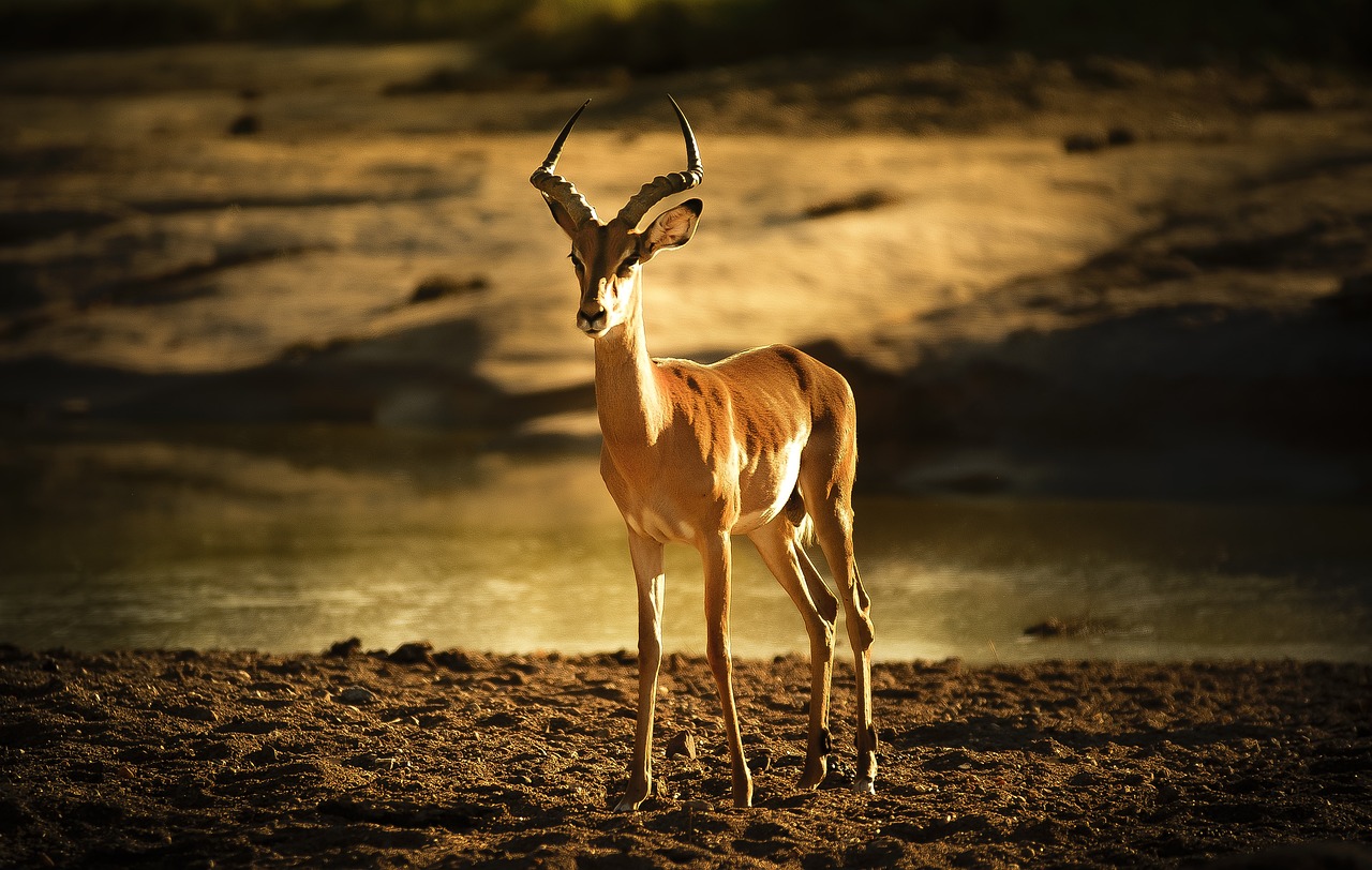 impala