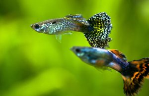 Les micro poissons : Tout savoir sur ces petits poissons