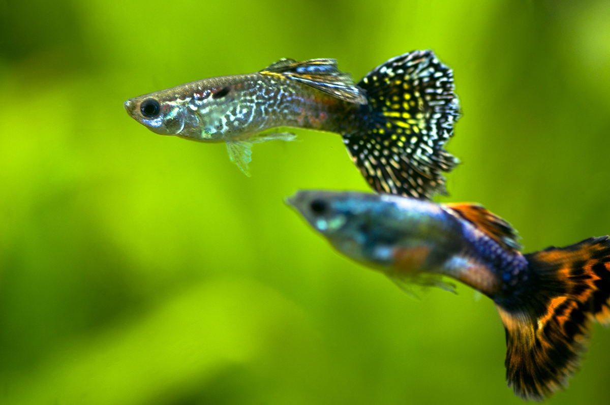 Les micro poissons : Tout savoir sur ces petits poissons - Aquabase