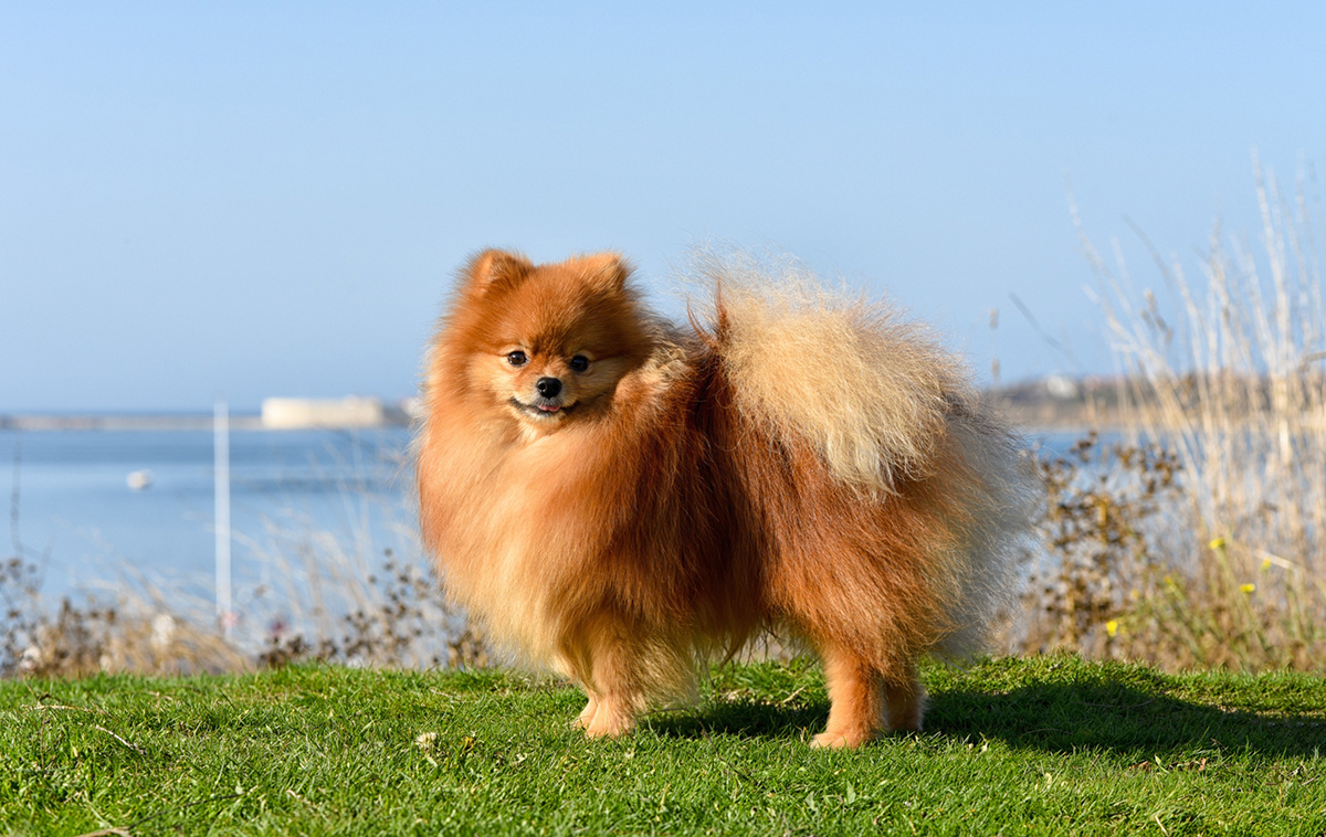 Spitz Nain ou Loulou de Poméranie