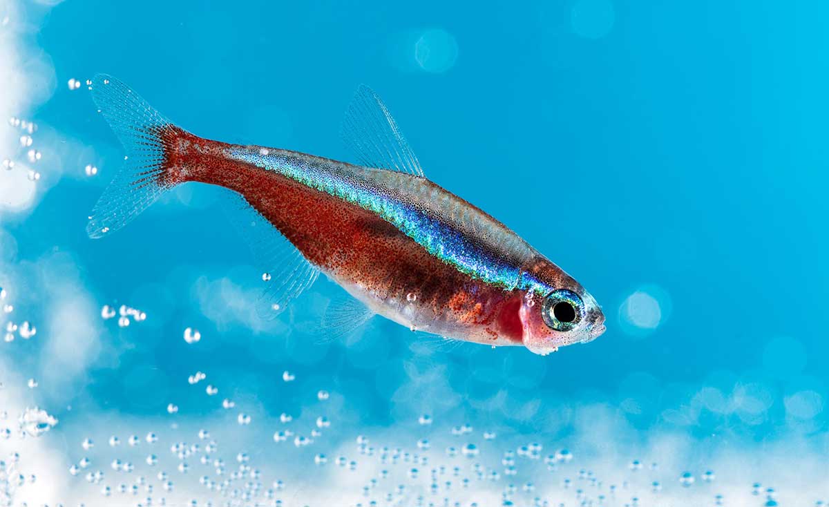 Le Tétra cardinalis : Tout savoir sur ces petits poissons - Aquabase