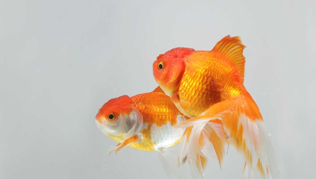 le-poisson-rouge Le poisson rouge