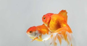 Le poisson rouge : Tout savoir sur ce poisson Le poisson rouge