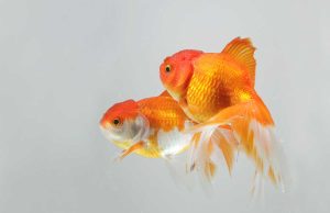 Le poisson rouge : Tout savoir sur ce poisson Le poisson rouge