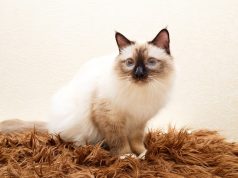 Le Sacré de Birmanie : Caractère et alimentation de la race Sacré de Birmanie