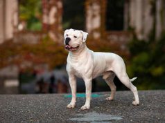 Bouledogue Américain : Caractère et alimentation de la race Bouledogue Américain