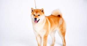 Shiba Inu : Caractère et alimentation de la race Shiba Inu