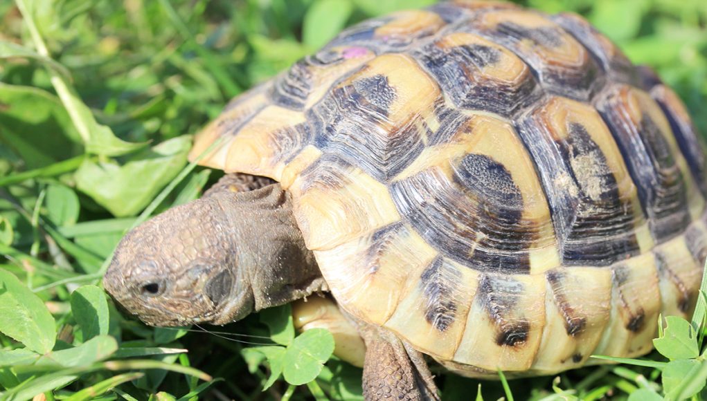 Tortue-d-Hermann Tortue d’Hermann