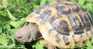Tortue d’Hermann : tout savoir sur cette espèce Tortue d’Hermann