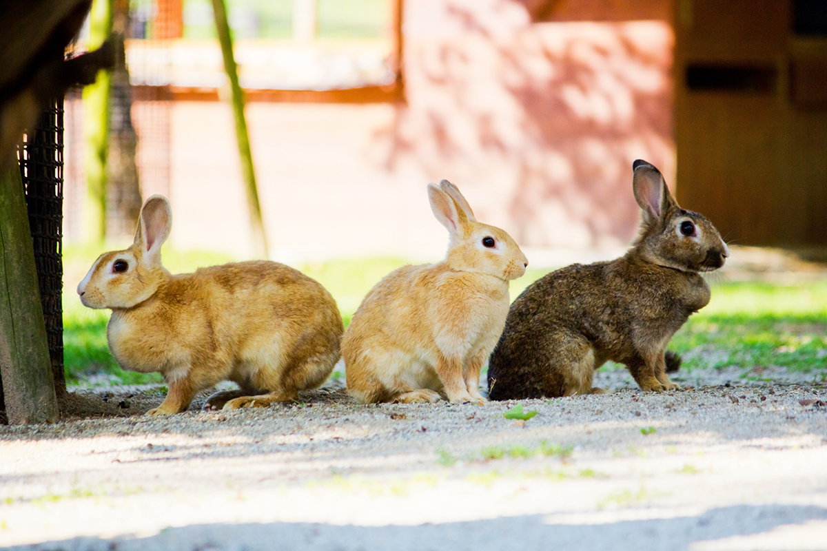 lapin domestique