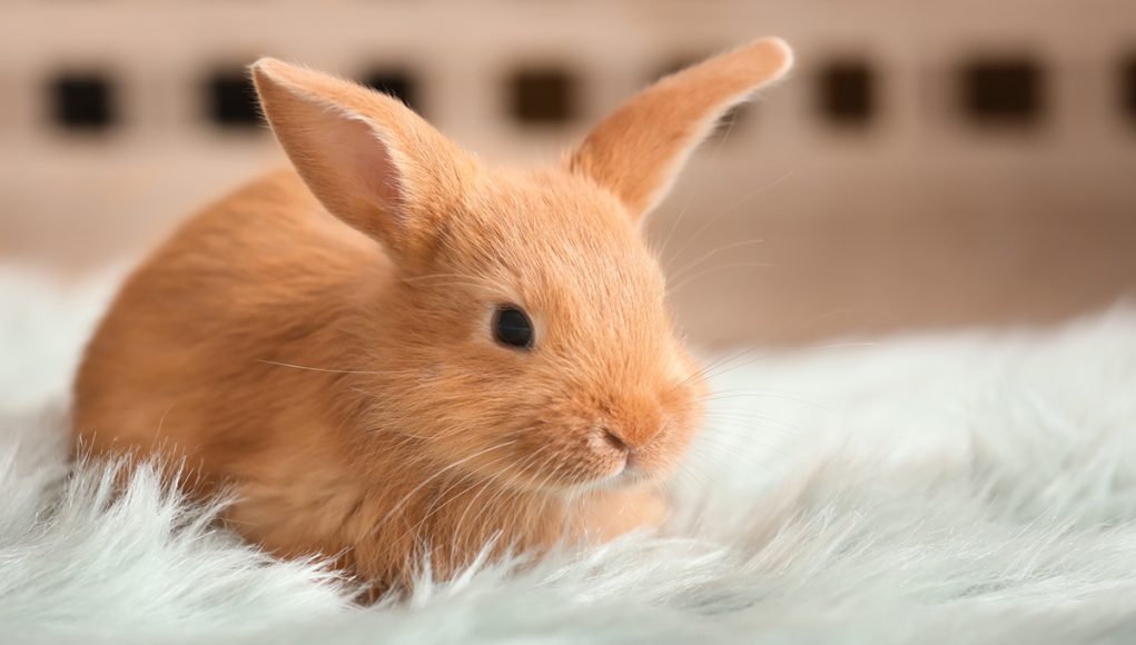 nom-de-lapin nom de lapin