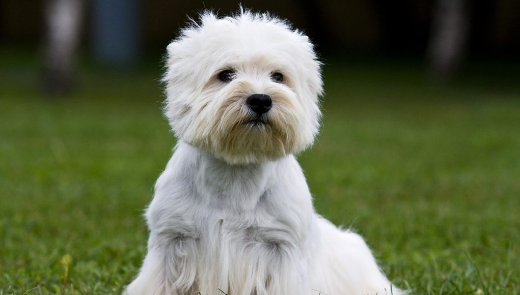 races-de-chien-pelage-doux-et-soyeux
