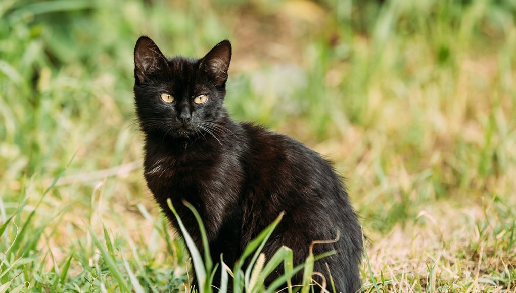 nom-chat-noir prénoms et de noms pour votre chat noir