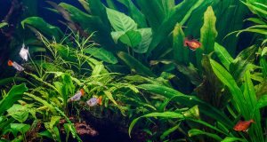Comment aménager et décorer son aquarium ? aménager et décorer son aquarium