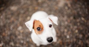 Quels sont les impacts des émotions humaines sur les chiens ? impacts des émotions humaines sur les chiens