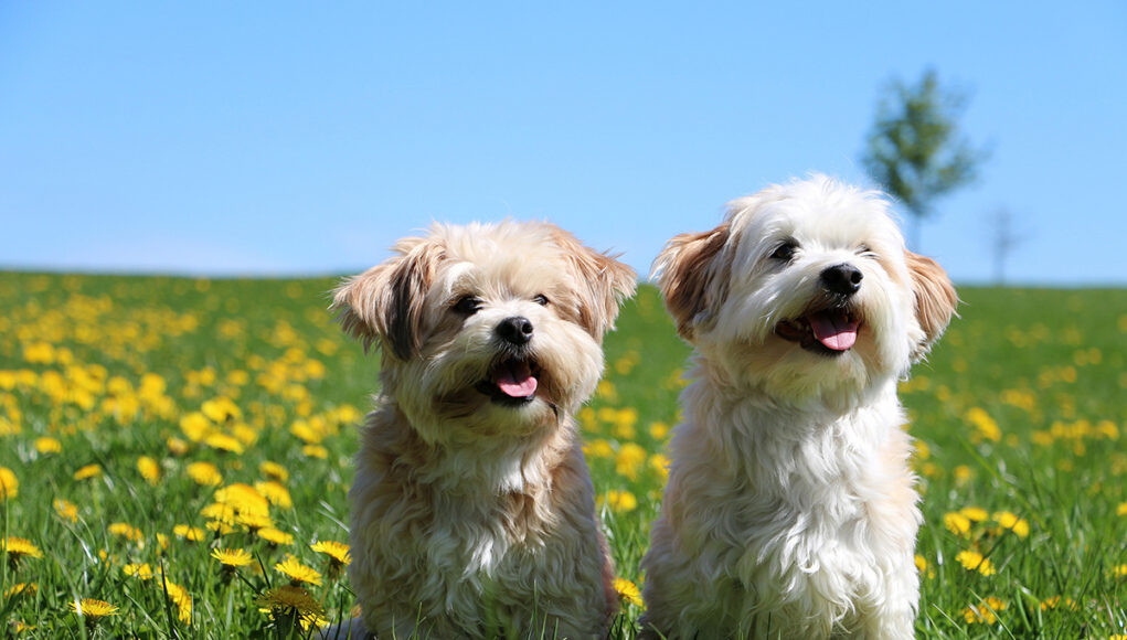 meilleurs-petits-chiens-de-compagnie