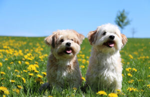 Quels sont les meilleurs petits chiens de compagnie ?