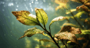 Que faire si les feuilles de vos plantes d’aquarium noircissent ?