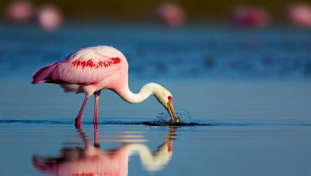 Aquabase-flamant-rose.jpg