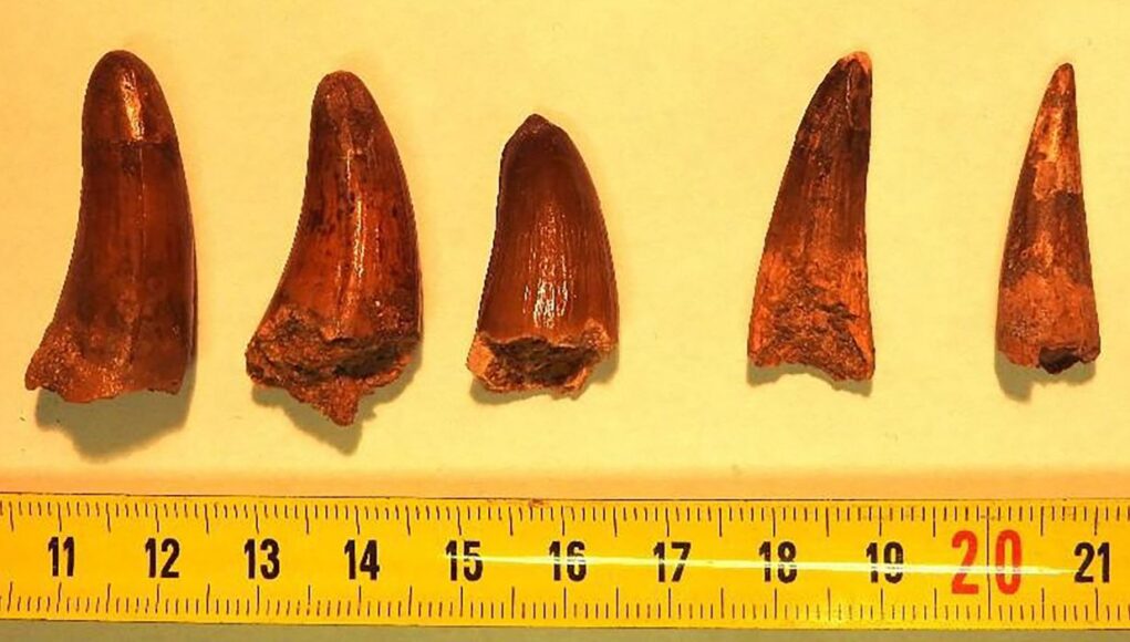 dents-de-dinosaures-saisies-a-la-douane-de-menton.jpg