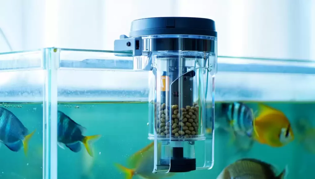 distributeur-automatique-nourriture-poisson.webp