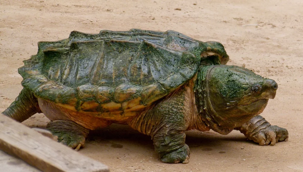tortue-alligator.webp