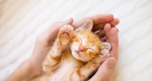 Souscrire à une assurance pour chat : ce qu’il faut savoir !