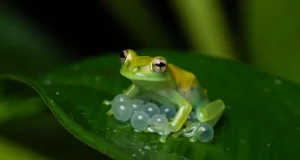 Comment la grenouille de verre protège ses œufs face aux prédateurs : secrets d’un maître du camouflage