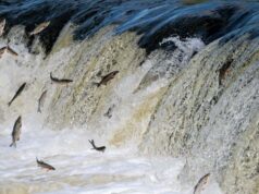 Dans le sillage des poissons migrateurs : le fabuleux voyage des anadromes