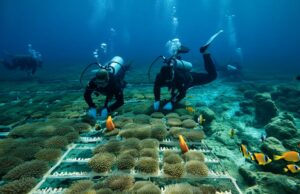 microfragmentation corallienne : l’incroyable pari pour restaurer l’océan