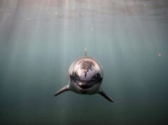 Menaces sur la vaquita : peut-on sauver le dernier marsouin du golfe ?