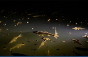 Pollution lumineuse en eau trouble : les lacs et les poissons tirent la sonnette d’alarme.