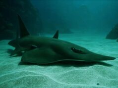 L’incroyable don du requin-guitare pour chasser sous le sable des fonds marins