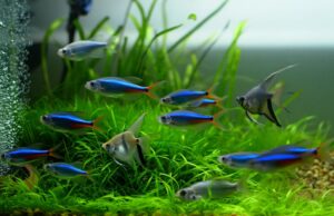 CO₂ aquarium : la nouvelle clé pour booster vos plantes et préserver la planète